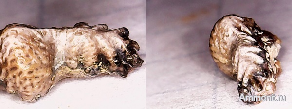 карбон, рыбы, нижний карбон, зубы рыб, Campodus, Campodus elegans