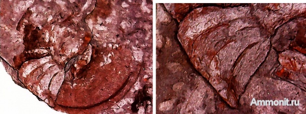 наутилоидеи, нижний карбон, Заборье