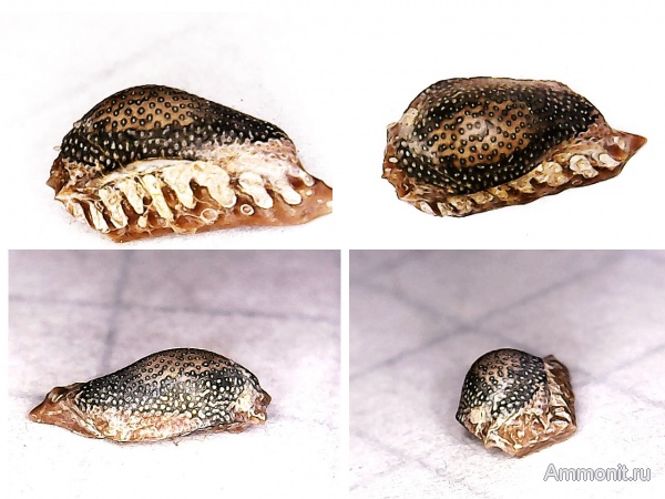 карбон, рыбы, нижний карбон, Oxytomodus, зубы рыб, Заборье