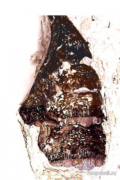 карбон, рыбы, нижний карбон, Chondrichthyes, стешевский горизонт, Petalorhynchus, зубы рыб, Заборье