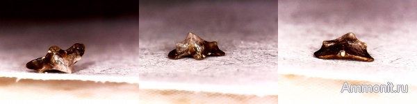 карбон, рыбы, Chondrichthyes, Elasmobranchii, зубы рыб, Заборье, Anachronistidae