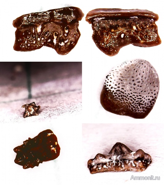 карбон, рыбы, Chondrichthyes, стешевский горизонт, чешуя, зубы рыб, Заборье, Diclitodus