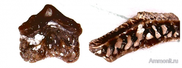 рыбы, нижний карбон, Chondrichthyes, Oxytomodus, стешевский горизонт, зубы рыб, Заборье, Diclitodus