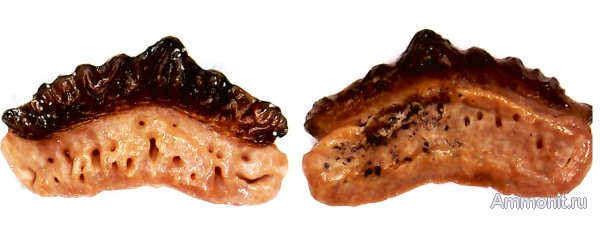 зубы, нижний карбон, Orodus, зубы рыб, Зудна