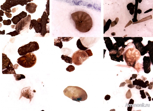 юра, фораминиферы, верхняя юра, Ундоры-Городище