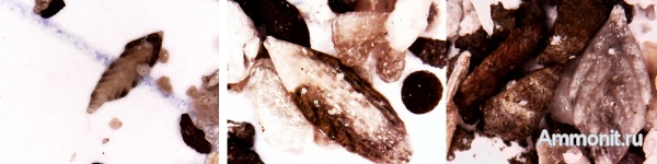 юра, фораминиферы, верхняя юра, Ундоры-Городище