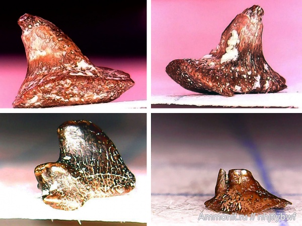 карбон, рыбы, нижний карбон, Chondrichthyes, стешевский горизонт, Заборье, шипы рыб