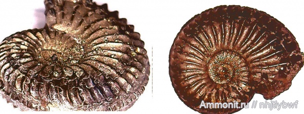 аммониты, Москва, Москворечье, Amoeboceras