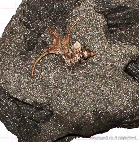 гастроподы, Москва, Москворечье, Dicroloma