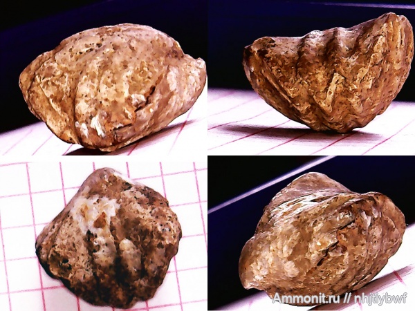 брахиоподы, Крым, баррем, нижний баррем, Lacunosella, Научный, Lacunosella malbosi