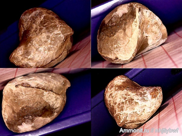 брахиоподы, мел, Крым, баррем, нижний баррем, Lacunosella, Научный, Lacunosella moutoniana