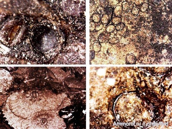 Москва, Москворечье, волжский ярус, верхняя юра