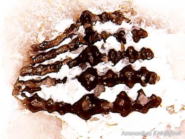 карбон, рыбы, нижний карбон, Chondrichthyes, Orodus, стешевский горизонт, зубы рыб, Заборье