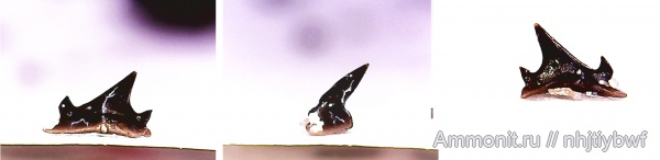 рыбы, нижний карбон, Chondrichthyes, стешевский горизонт, Elasmobranchii, зубы рыб, Заборье, Neoselachii, Anachronistidae