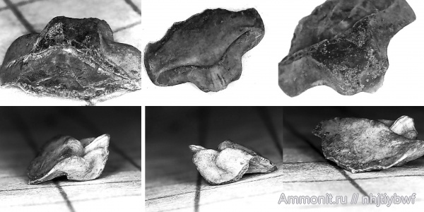 гастроподы, юра, оксфорд, Крым, крышечки, Operculum