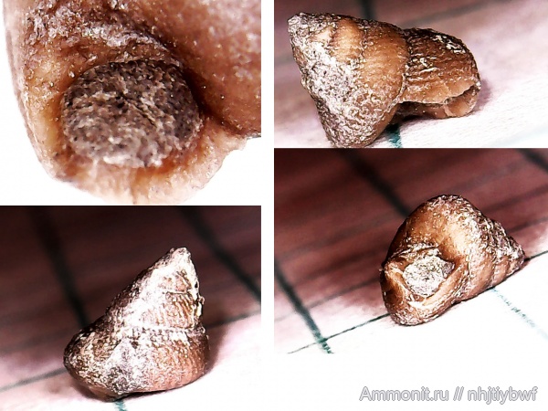 гастроподы, юра, оксфорд, мезозой, Крым, Proconulinae