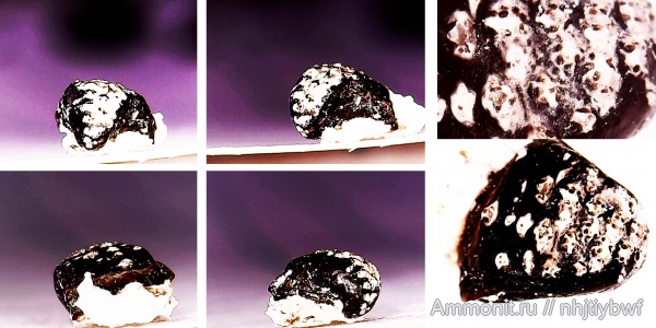 рыбы, нижний карбон, Chondrichthyes, стешевский горизонт, зубы рыб, Заборье, Chondrenchelyiformes, fish, teeth, Harpagofututor, Subterbranchialia