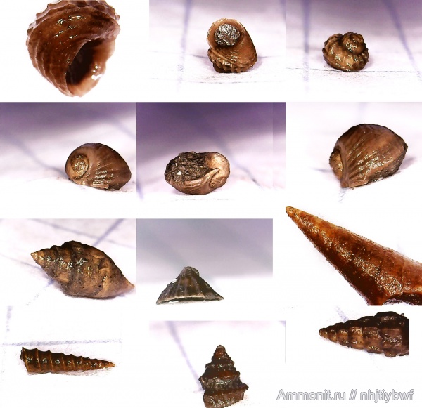 гастроподы, юра, оксфорд, мезозой, Крым