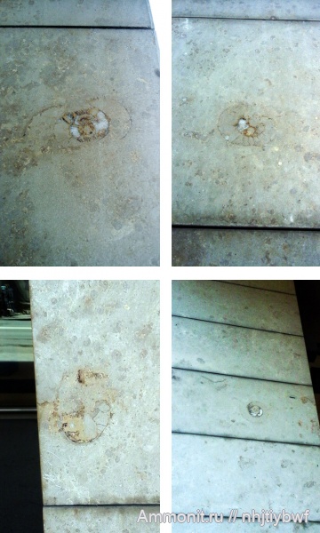 аммониты, Москва