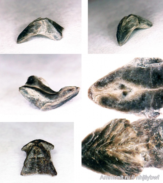 оксфорд, Крым, ринхолиты, Gonatocheilus