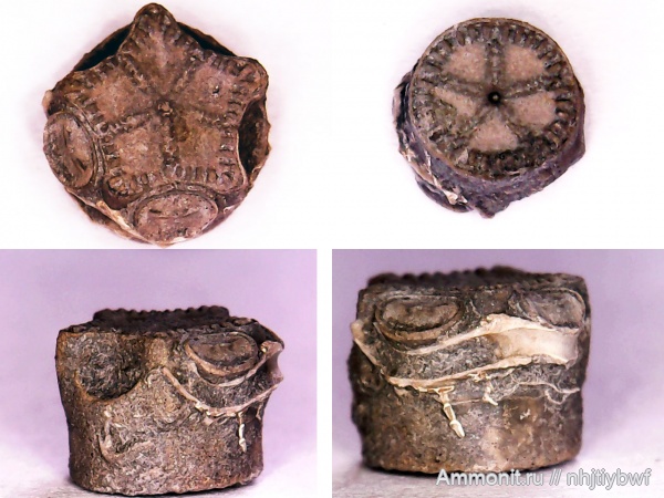 серпулы, криноидеи, Крым, Судак