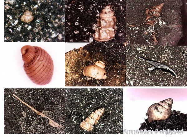 гастроподы, Москворечье, оксфорд, Tornatellaea, Dicroloma, Cryptaulax, Dicroloma gagnebini, онихиты, Cryptaulax  strangwaysi, Heteronatica