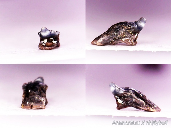 рыбы, нижний карбон, Зудна