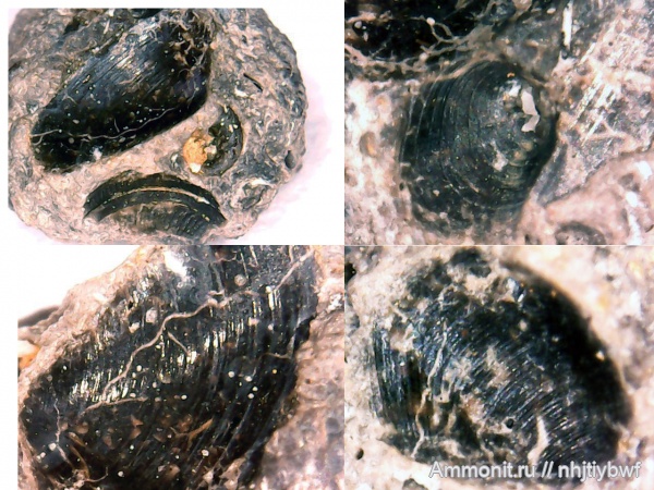 двустворки, нижний карбон, Зудна