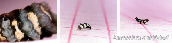 рыбы, нижний карбон, Chondrichthyes, стешевский горизонт, зубы рыб, Заборье