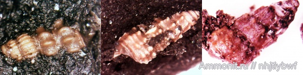 гастроподы, Москворечье, оксфорд, Cryptaulax, Microcerithium, Teutonica tatianae