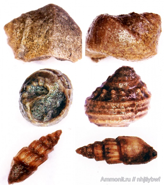 гастроподы, юра, оксфорд, Крым