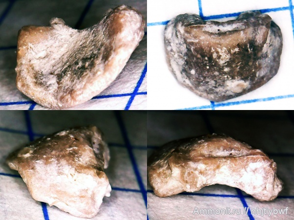 морские лилии, карбон, криноидеи, Заборье, Rhabdocrinus