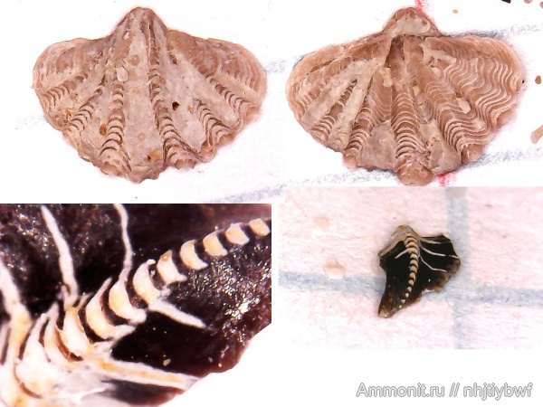 брахиоподы, карбон, рыбы, зубы рыб, Заборье, Spiriferina insculpta