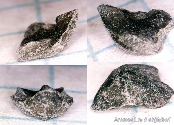 юра, Крым, ринхолиты, Gonatocheilus