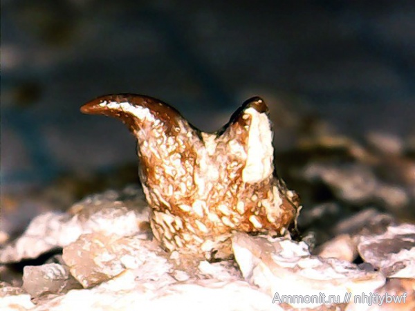 рыбы, нижний карбон, Chondrichthyes, стешевский горизонт, зубы рыб, Заборье, Subterbranchialia, Iniopterygiformes