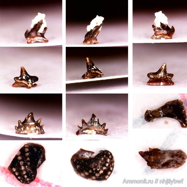 рыбы, нижний карбон, Chondrichthyes, стешевский горизонт, зубы рыб, Заборье, Cooleyella, Anachronistidae, fish, teeth, Harpagofututor