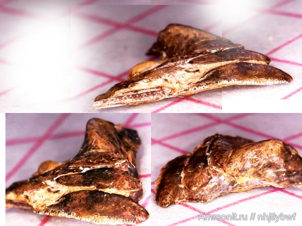 рыбы, нижний карбон, Chondrichthyes, стешевский горизонт, Petalorhynchus, зубы рыб, Заборье, fish, teeth