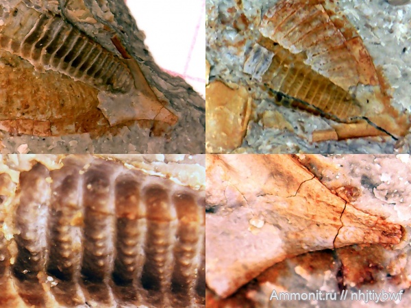 трилобиты, карбон, Заборье