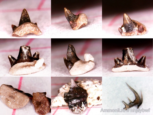 рыбы, нижний карбон, Chondrichthyes, стешевский горизонт, конодонты, зубы рыб, Заборье, fish, teeth