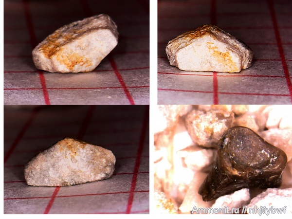 карбон, криноидеи, Заборье