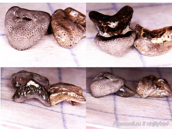 рыбы, нижний карбон, Chondrichthyes, стешевский горизонт, зубы рыб, Заборье