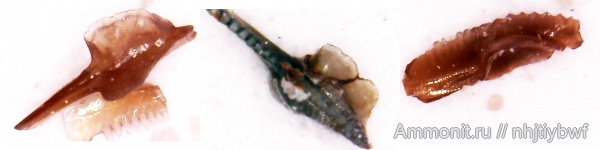 нижний карбон, стешевский горизонт, конодонты, Заборье