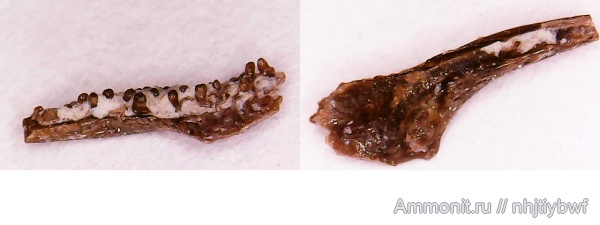 рыбы, нижний карбон, стешевский горизонт, зубы рыб, Заборье