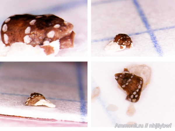 карбон, рыбы, стешевский горизонт, зубы рыб, Заборье, Chondrenchelyiformes, Harpagofututor, Subterbranchialia