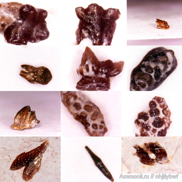 рыбы, нижний карбон, стешевский горизонт, чешуя, Заборье