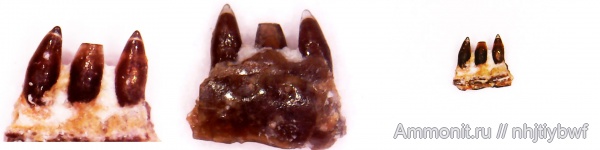 карбон, рыбы, стешевский горизонт, Palaeonisciformes, зубы рыб, Palaeonisci, Заборье, палеониски