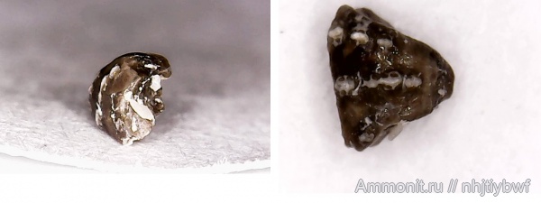 рыбы, нижний карбон, стешевский горизонт, зубы рыб, Заборье, Chondrenchelyiformes, Harpagofututor, Subterbranchialia