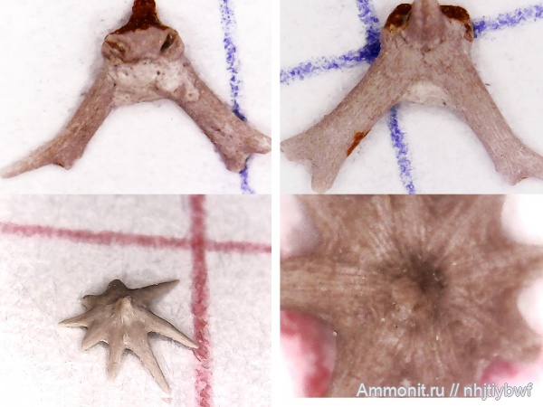 карбон, нижний карбон, Заборье