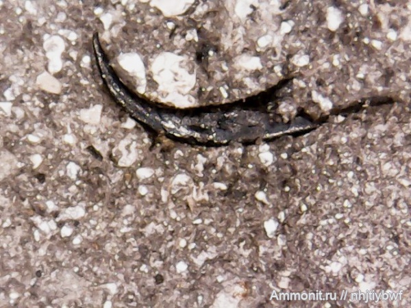 Москворечье, оксфорд, колеоидеи, онихиты