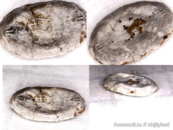 морские лилии, криноидеи, нижний карбон, стешевский горизонт, Platycrinites, членики морских лилий, Заборье